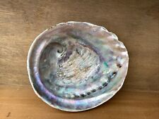 Beautiful abalone sea for sale  HAYLE