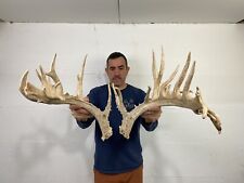 whitetail deer antlers for sale  Delphos