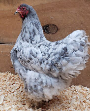 giant chicken for sale  La Fargeville