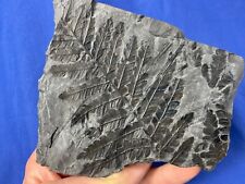 Carboniferous mariopteris nerv gebraucht kaufen  Saarbrücken