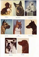 Dog postcards 1950 for sale  Hemet