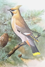 waxwing for sale  NELSON
