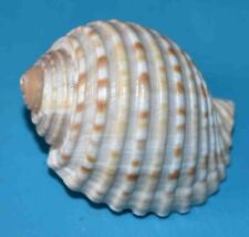 Used, SEA SHELL - SHELLS - TONNIDAE TESSELLATED TONNA 46.35mm for sale  Shipping to South Africa