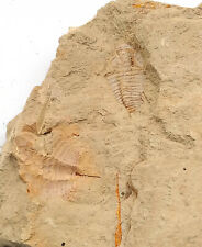 Cambrian fossil trilobite d'occasion  Expédié en Belgium