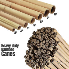 Bamboo garden canes for sale  GLASGOW