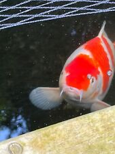 Stunning chagoi koi for sale  LOUGHBOROUGH