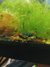 1mixed color skittles for sale  Ocoee