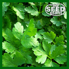 Plain italian parsley for sale  Sulphur Springs