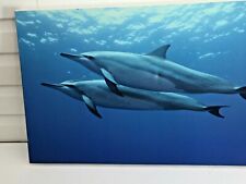 Dolphins swimming underwater for sale  Charleston