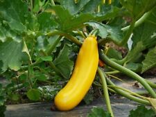 Courgette banana song d'occasion  Luzech