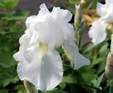Iris fiorentinapianta biancama usato  Villasalto