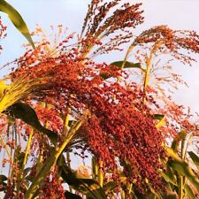 Semillas de maíz escoba roja | Sorgum bicolor mijo colores mixtos semilla flor grano 2024 segunda mano  Embacar hacia Mexico