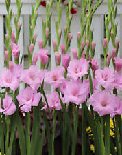 Orleans gladiolus 5 for sale  Benton Harbor