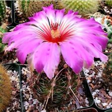 Thelocactus  bicolor sub bicolor (10 seeds), used for sale  Shipping to South Africa