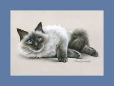 Ragdoll cat blue for sale  UK