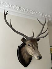 Large stag taxidermy for sale  LONDON