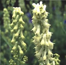 Flower aconitum vulparia for sale  WREXHAM