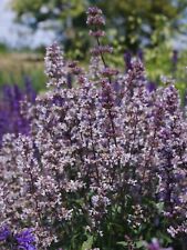 Nepeta nuda seeds for sale  STOCKPORT