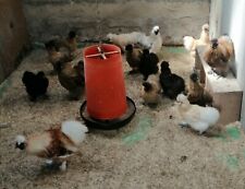 Eier zwerg seidenhühner gebraucht kaufen  Heinsberg