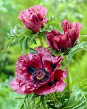 Papaver patty plum for sale  RYTON