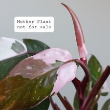 Philodendron red anderson for sale  GLASGOW