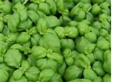 Basil medium plug for sale  SWANLEY