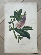 Ancienne gravure botanique d'occasion  Nantes-