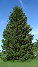 Green douglas fir for sale  Elko