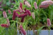 Sanguisorba menziesii rhs for sale  MARCH