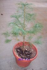 Eastern white pine for sale  Blairsville