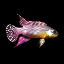 Pelvicachromis taeniatus dehan for sale  GLASGOW