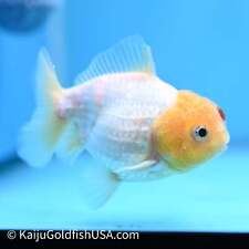 Live fancy goldfish for sale  Duarte