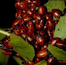 30000 live ladybugs for sale  Somerset