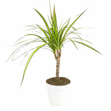 Dracaena sunray cane for sale  Lake Forest