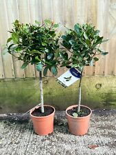 Pair bay trees for sale  WORTHING