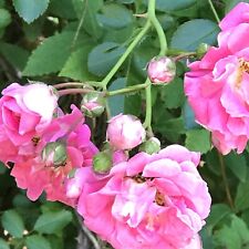 5 rose bushes for sale  Tatum