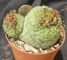Trichocaulon cactiform double for sale  Shipping to United Kingdom