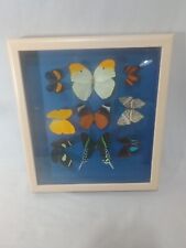 Butterfly taxidermy specimens for sale  Brevard