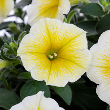 Petunia surfinia bees for sale  WORKSOP