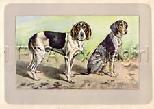 Dog bluetick coonhound for sale  Lake Villa