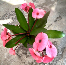 Euphorbia milii crown for sale  San Marcos