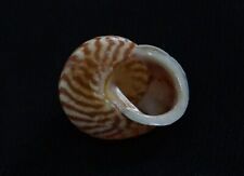 land snail Papuina admiralitatis 24.3 mm F+++/GEM  zebra pattern "from Papua New for sale  Shipping to South Africa