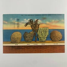 Postcard florida sponge for sale  Elk Grove