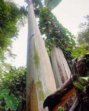 Giant Banana 20+ Seeds (Musa ingens) for sale  Shipping to South Africa