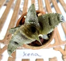 Cryptanthus xena bromeliad for sale  Floral City