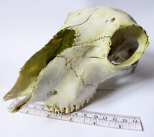 Sheep skull larger for sale  EXETER