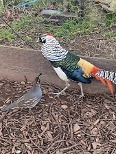Lady amherst pheasant for sale  DYMOCK