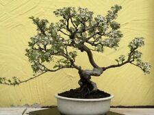 Lucie cherry bonsai for sale  CASTLEFORD