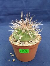 Gymnocalycium polycephalum 2883p for sale  Shipping to South Africa