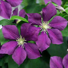 Clematis warszawska deciduous for sale  UK